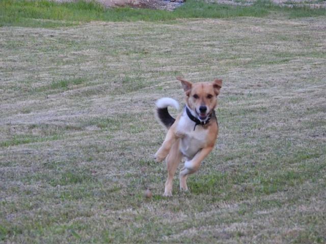 Linda Pet Friendly A Orilla Rio Y Bosque, Cerca Termas *