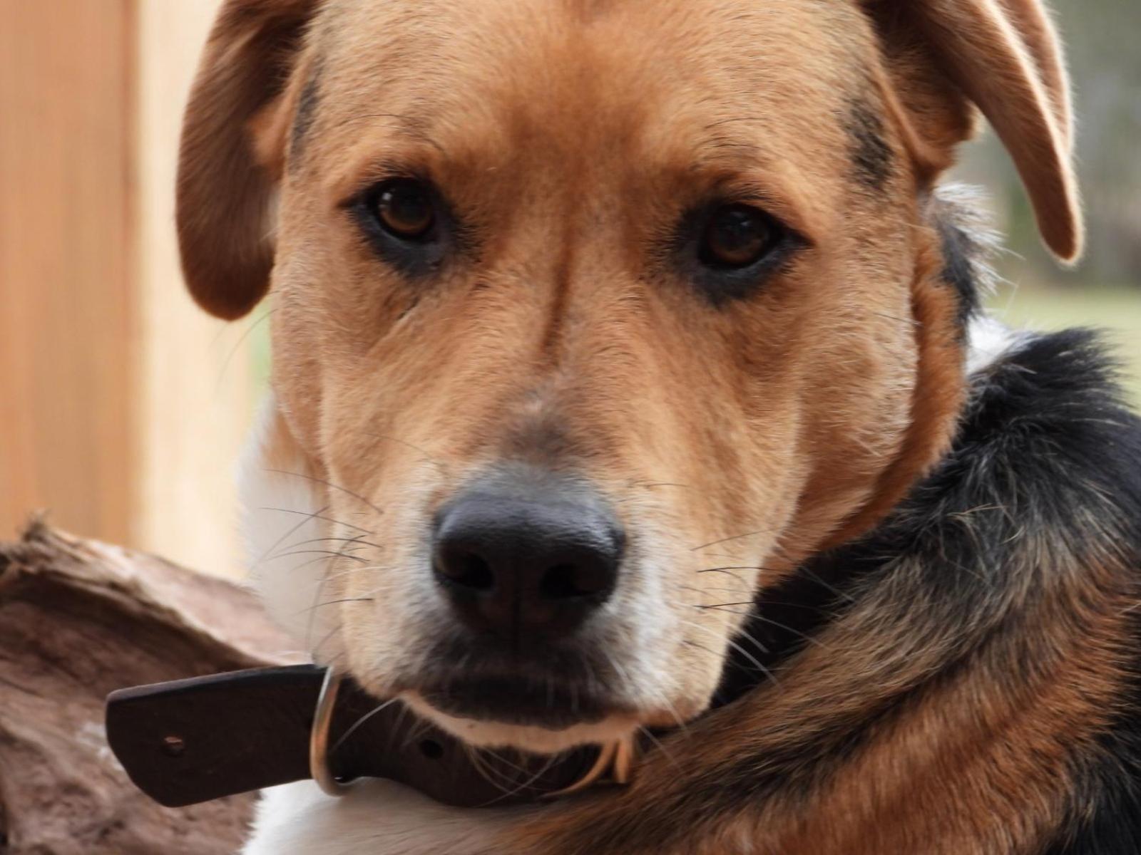 Linda Pet Friendly A Orilla Rio Y Bosque, Cerca Termas